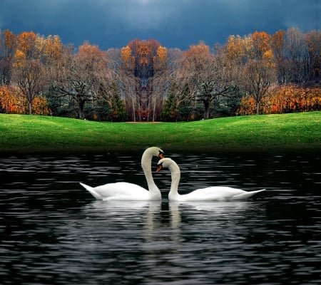 Beautiful ducks - trees, beautiful, two, lake, ducks