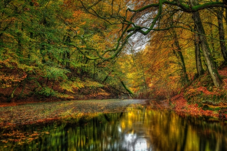 Autumn - trees, water, forest, reflection, fall, river, nature, autumn, autumn splendor, woods