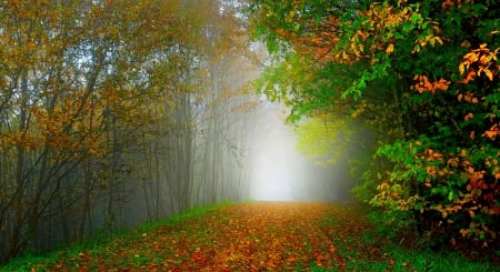 Autumn - trees, forest, leaves, fall, nature, autumn, mist, autumn splendor, woods