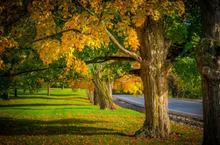 Autumn - nature, autumn, fall, trees, leaves, grass, autumn splendor