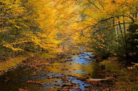 Autumn - autumn, trees, autumn splendor, nature, fall, woods, forest, river, leaves