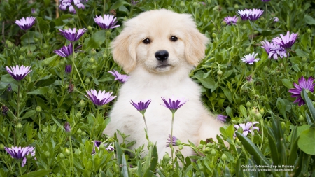 Adorable Golden Retriever Puppy - puppies, dogs, animals, golden retrievers