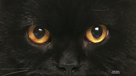 Cat's Eyes