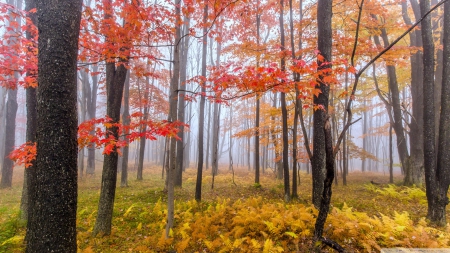 Fog in Autumn Forest - nature, autumn, forests, mists, fog