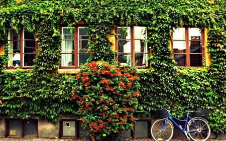 Romantic Green Wall - plants, flowers, wall, leaves, bicycle