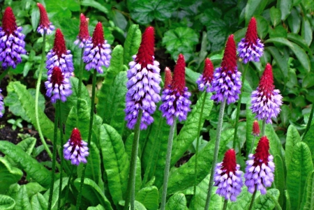 Flowers - flowers, beautiful, red, purple