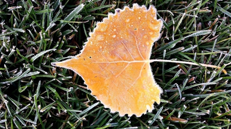 fall Heart - nature, leaf, fall, autumn