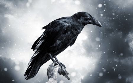 Crow - animal, crow, bird, snow