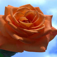 Orange rose