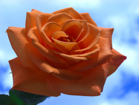 Orange rose - flowers, roses