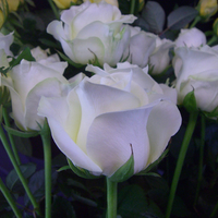 White roses