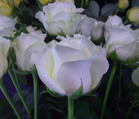 White roses - nature, roses