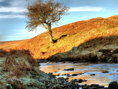 Tree - nature, tree