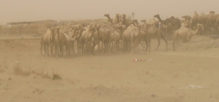 Dust Camels 1 - camel, animal, domestic, nature