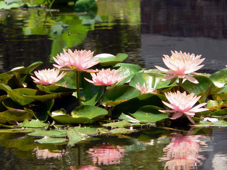 Lily pads - nature, flowers