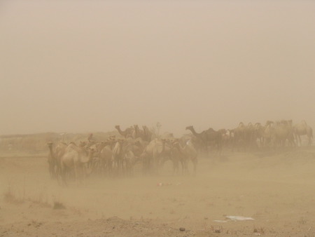 Dust Camels 2 - animal, nature, domestic, camel