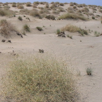 Lagoon sand dune grasses on Red Sea