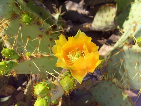 Cactus flower - cactus, flowers