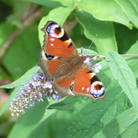 Peacock on Flower