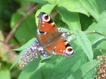 Peacock on Flower