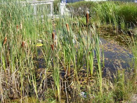 Untitle - flower, water, grass