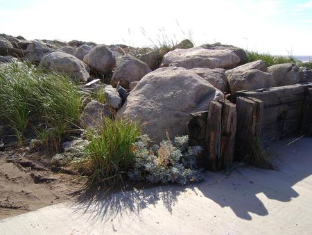 Untitle - big rocks, flower