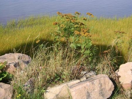 Untitle - rock, grass, flower, blue