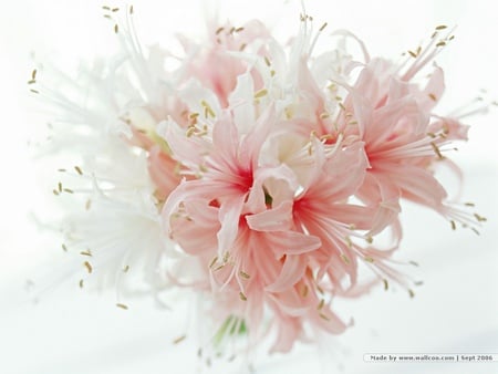 Delicate Pink Lilies - lilies, bouquet, soft pink