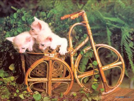 Bicycle for three - 3 kittens, garden, cane bicycle, cats