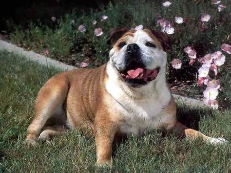 In the Garden - lawn, flowers, garden, bulldog