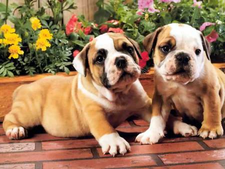 Two little puppies - paving bricks, flowers, bulldogs, garden, puppies