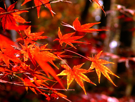 Red Maple Leaves - autumn leaves, red maple trees