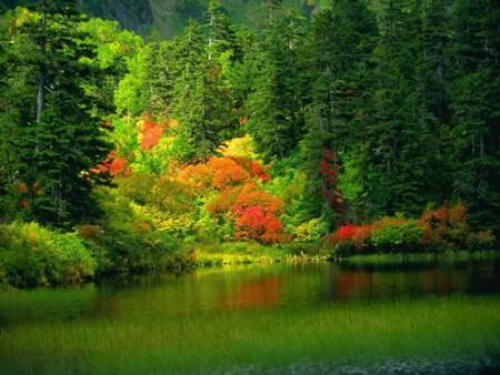 Beauty of Autumn - autumn, lake, trees, forests, autumn colours, lakes, nature, forest, green