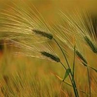 Autumn Grasses