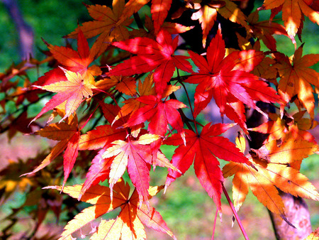 Colourful Autumn - maple leaves, tree, autumn