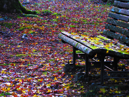 Bench Seat in Fall - tree, wooden bench seat, fall leaves