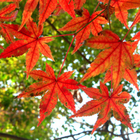 Colours of Autumn