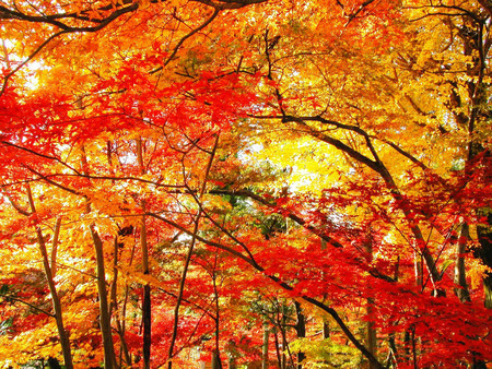 Falling Leaves - fall, autumn, forest, trees