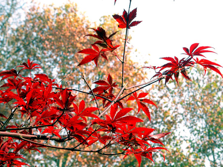 Flaming Red Leaves - red maple tree, forest, autumn colours