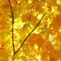 Golden Maple Leaves