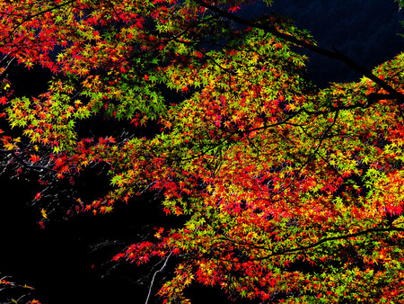 Greens and Reds of Fall - leaves, trees, autumn colours