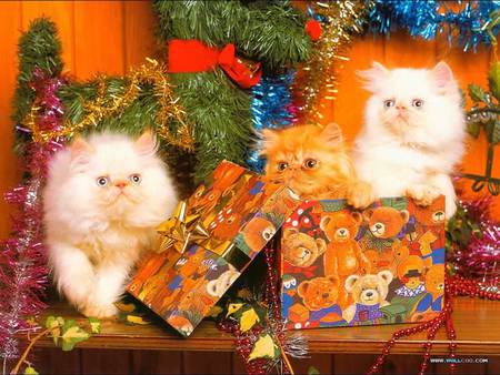 Merry Xmas Kittens - tinsel, wrapped box, 3 kittens, table, christmas