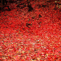 Raking the leaves