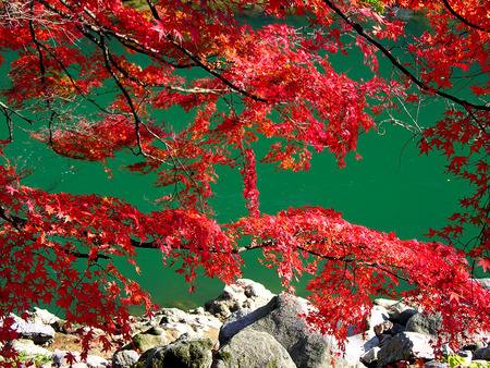 Red Maples - red maple tree, river, rocky bank