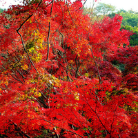 Reds of Autumn