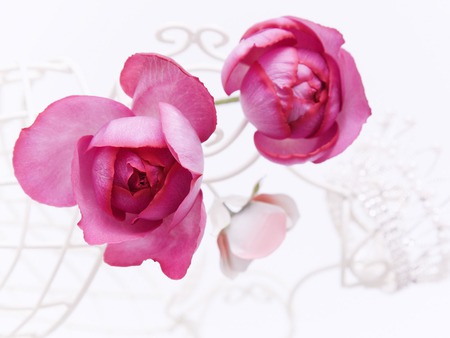 Roses for a rose - flowers, pink roses