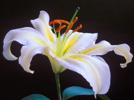 Single Lily - flower, white lily