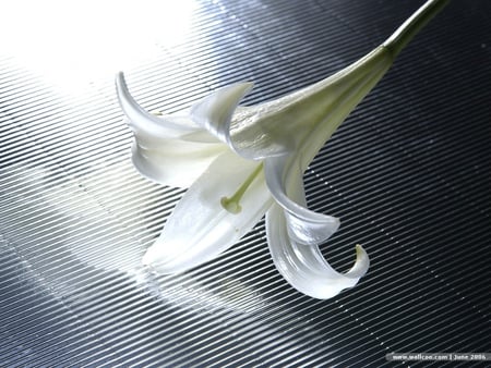 White Trumpet Lily - silver paper, reflection, white lily