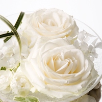 White Roses of Purity