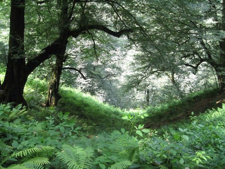 Forest - green, iran, tree, forest